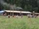 tborkadov2010426_small.jpg